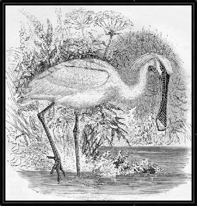 Картина Пеликан (Pelicans)