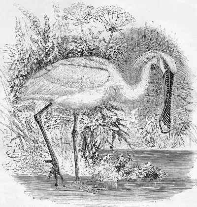 Плакат Пеликан (Pelicans)