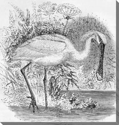 Постер Пеликан (Pelicans)