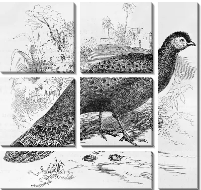 Модульная картина Павлин (Peacock) №7