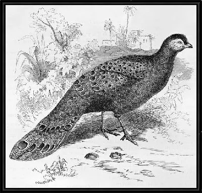 Павлин (Peacock) №7