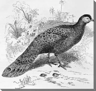 Павлин (Peacock) №7