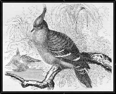 Картина Птица на ветке (Bird on a branch) №3