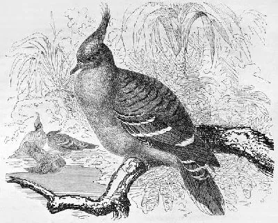 Плакат Птица на ветке (Bird on a branch) №3