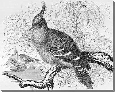 Постер Птица на ветке (Bird on a branch) №3