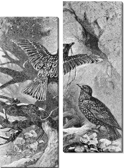 Модульная картина Птицы (Birds) №32