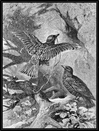 Картина Птицы (Birds) №32