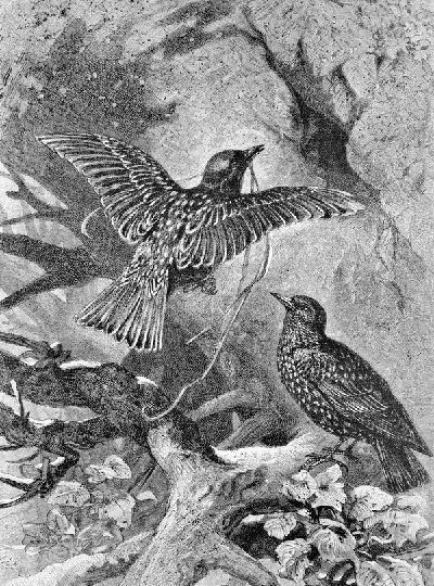 Плакат Птицы (Birds) №32