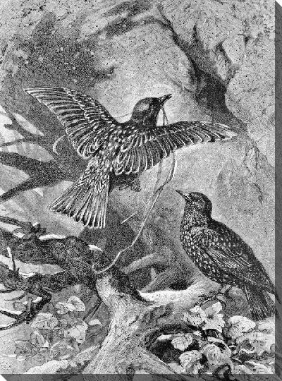 Постер Птицы (Birds) №32