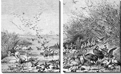 Модульная картина Птицы (Birds) №33