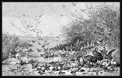 Картина Птицы (Birds) №33