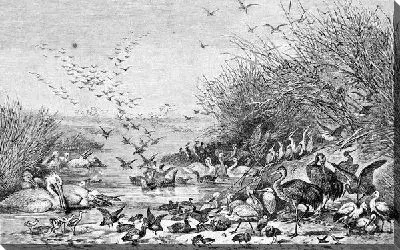 Постер Птицы (Birds) №33