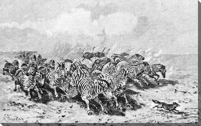 Постер Зебры (Zebras)
