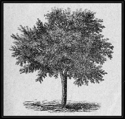 Картина Дерево (Tree) №30