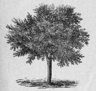 Плакат Дерево (Tree) №30