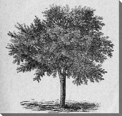 Постер Дерево (Tree) №30