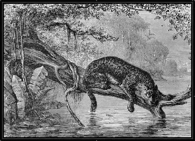 Картина Леопард (Leopard) №12