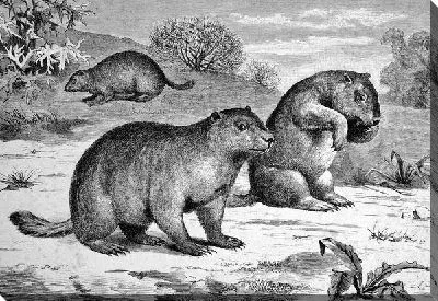 Постер Дикие животные (wild animals)