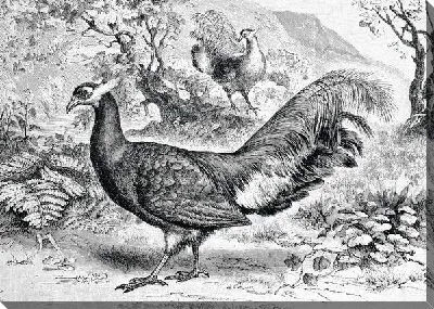 Павлин (Peacock) №8