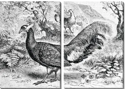 Павлин (Peacock) №8