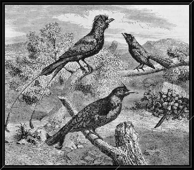 Картина Птицы (Birds) №34