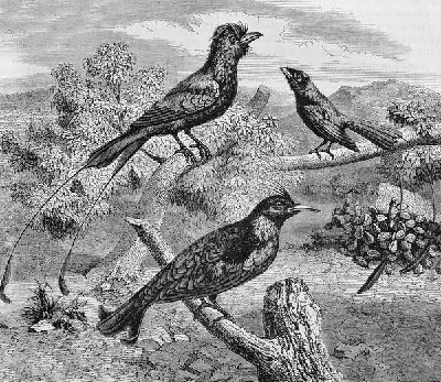 Плакат Птицы (Birds) №34