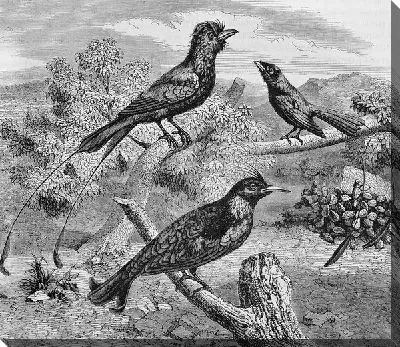 Постер Птицы (Birds) №34