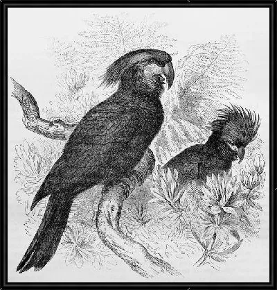 Картина Попугаи (Parrots) №4