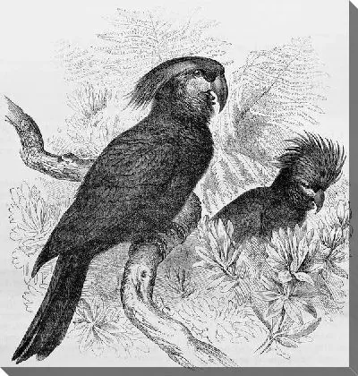 Постер Попугаи (Parrots) №4