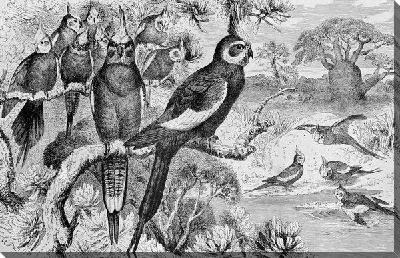Постер Попугаи (Parrots) №5