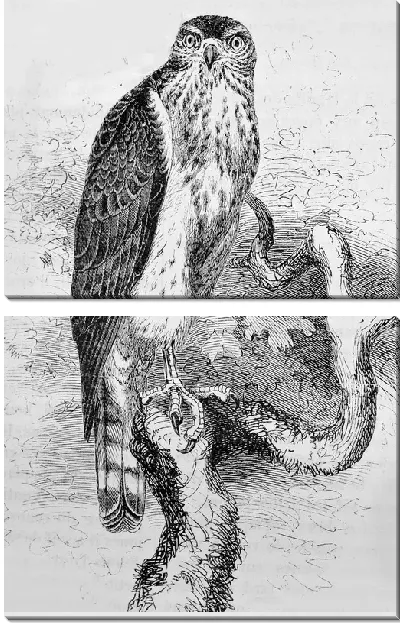 Модульная картина Ястреб (Hawk) №7