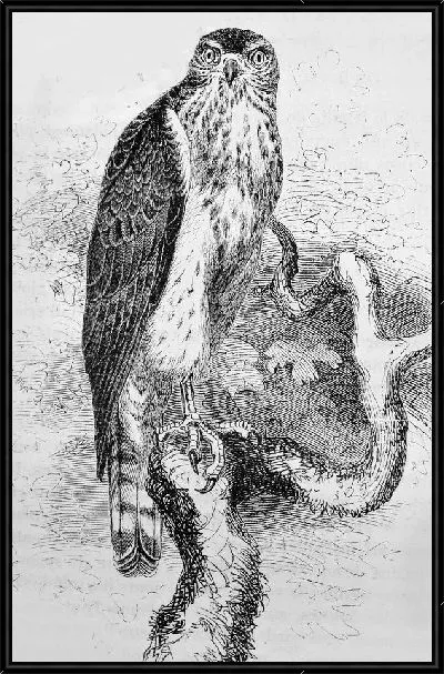 Картина Ястреб (Hawk) №7