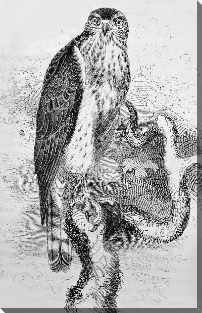 Постер Ястреб (Hawk) №7