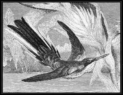 Картина Птица в полете (Bird in flight)