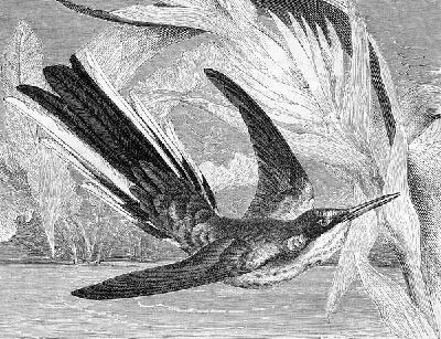 Плакат Птица в полете (Bird in flight)