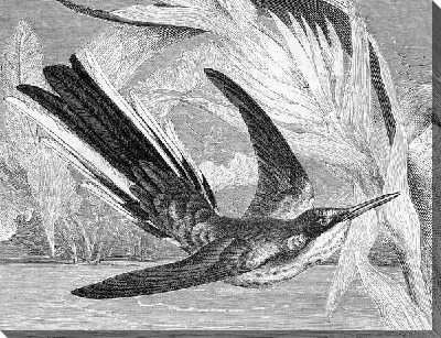 Постер Птица в полете (Bird in flight)