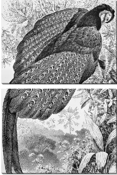 Модульная картина Павлин (Peacock) №9