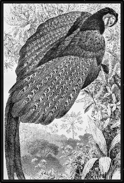 Картина Павлин (Peacock) №9