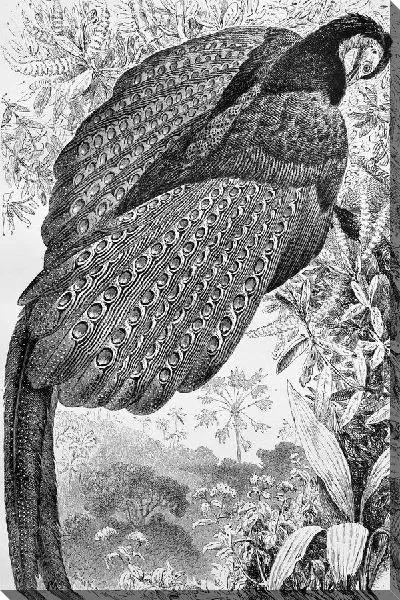 Постер Павлин (Peacock) №9