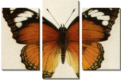 Модульная картина Бабочка (Butterfly) №16