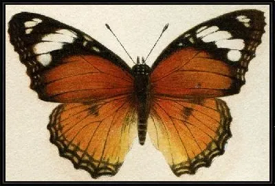Картина Бабочка (Butterfly) №16