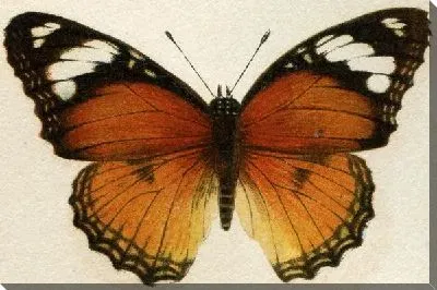 Картина маслом Бабочка (Butterfly) №16