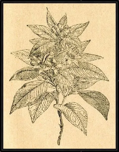 Картина Растение (Plant) №6