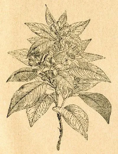 Плакат Растение (Plant) №6