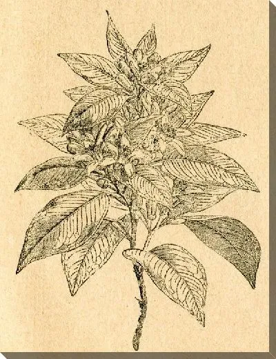 Постер Растение (Plant) №6