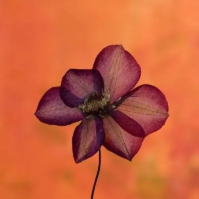 Плакат Бордовый цветок на оранжевом фоне (Burgundy flower on orange background)