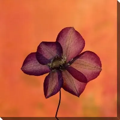 Постер Бордовый цветок на оранжевом фоне (Burgundy flower on orange background)