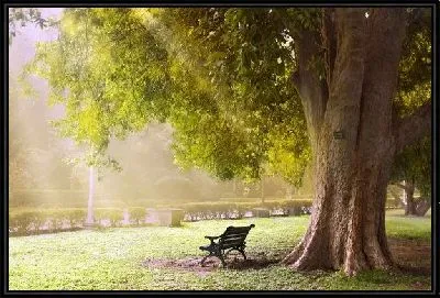 Скамейка под деревом (Bench under a tree)