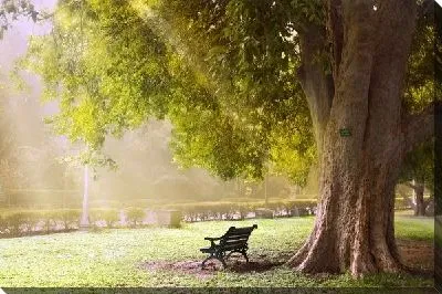 Скамейка под деревом (Bench under a tree)