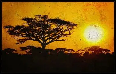 Картина Деревья а фоне заходящего солнца (The trees and the backdrop of the setting sun